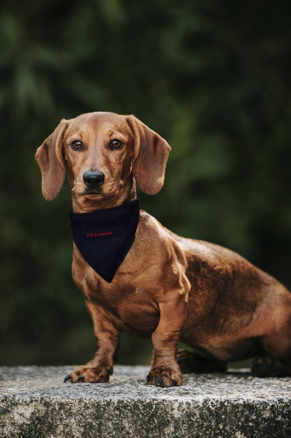 Bandana chien